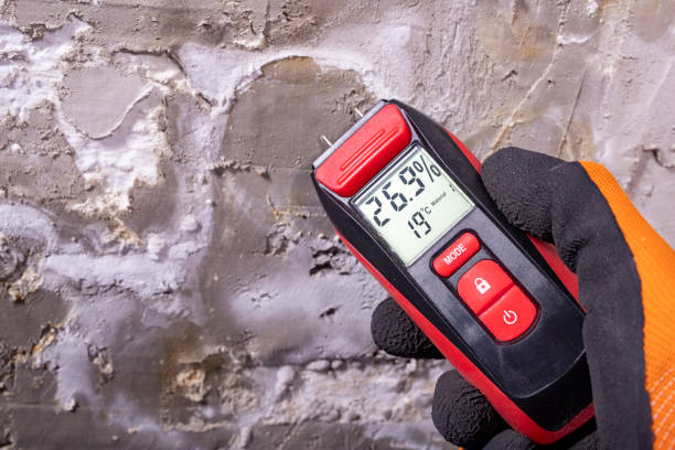 Trusted Tierra Verde, FL Mold Removal Experts