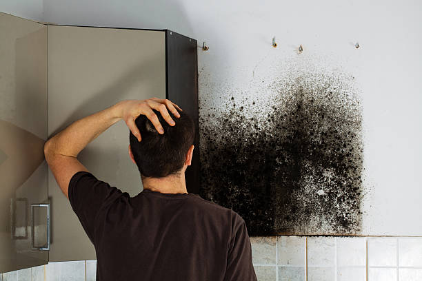 Mold Removal Process in Tierra Verde, FL